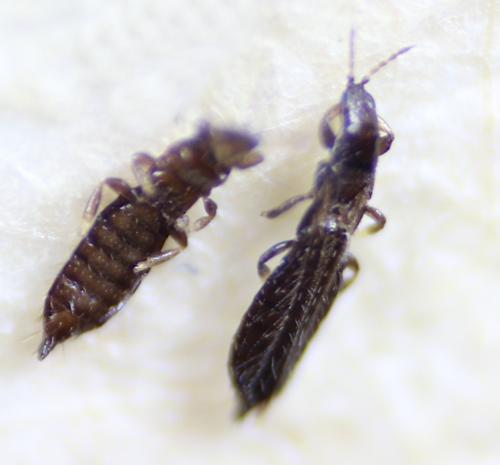 Réf. 297 191 : Limothrips sp.